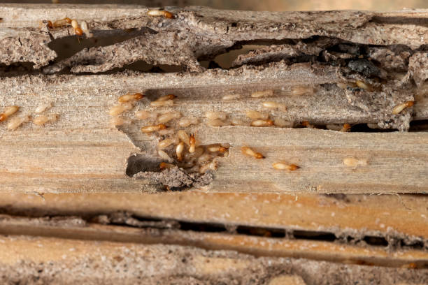 Best Emergency Pest Control  in Six Mile Run, NJ