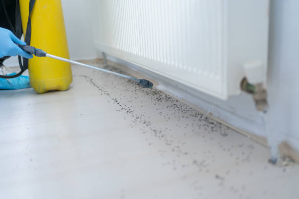 Best Wasp Removal Services  in Six Mile Run, NJ